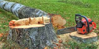 Best Tree Preservation Services  in Granite Shoals, TX
