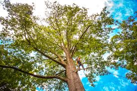 Best Tree Maintenance Programs  in Granite Shoals, TX