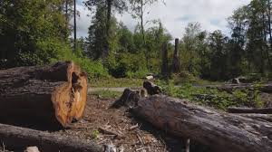 Best Fruit Tree Pruning  in Granite Shoals, TX