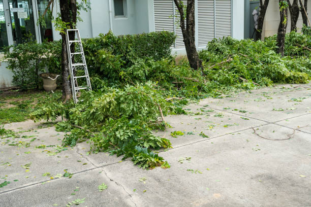 Best Tree Trimming and Pruning  in Granite Shoals, TX