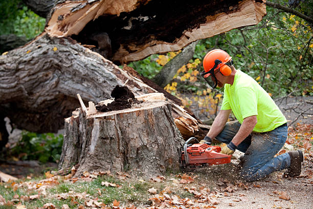 Best Tree Cabling and Bracing  in Granite Shoals, TX