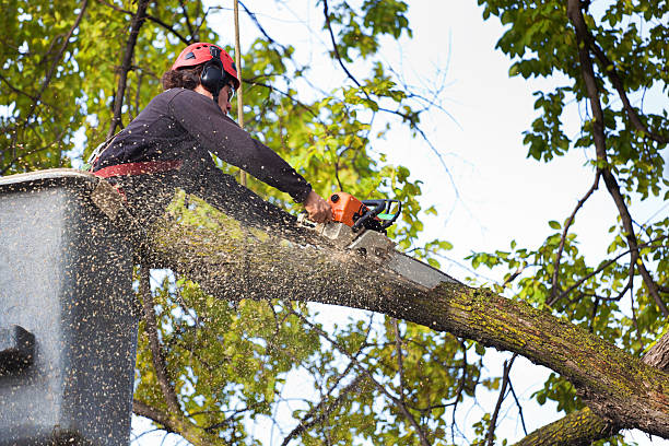 Best Emergency Tree Removal  in Granite Shoals, TX